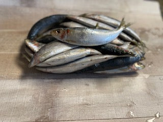 5lb Sardine