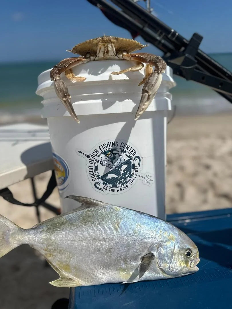 Blue crab on a bait bucket with freshly caught pompano at Cocoa Beach surf fishing 
